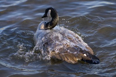 A Canada Goose out on the water, having just splashed a bunch of water on its back