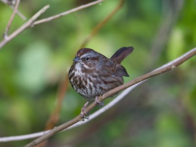 A Song Sparrow sitting on a branch, with green leafy background
