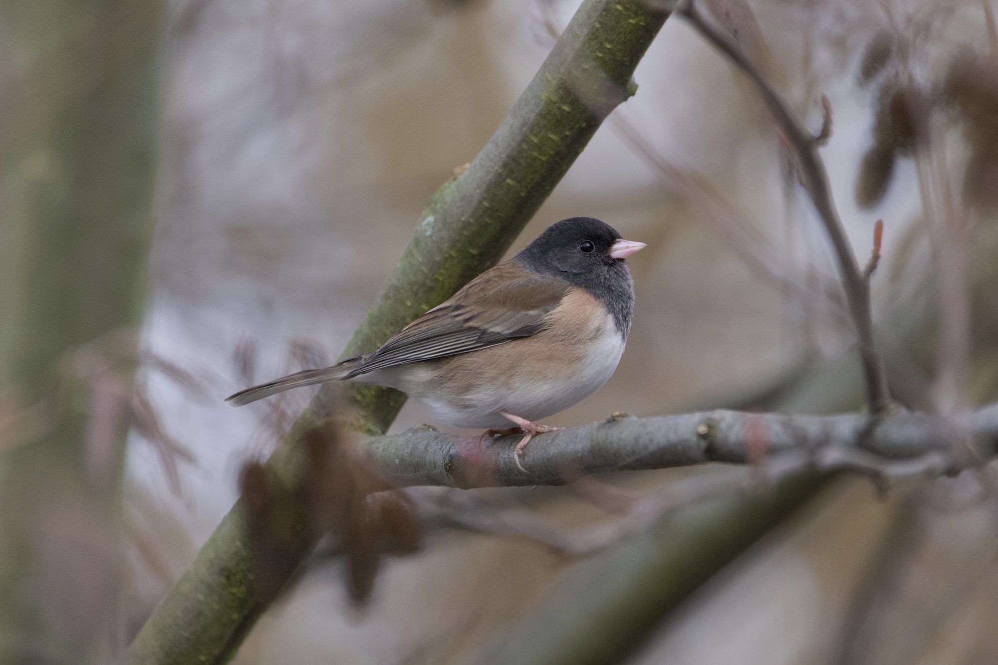 A male Dark-eyed Junco is on a branch; the background is dull grey and brown