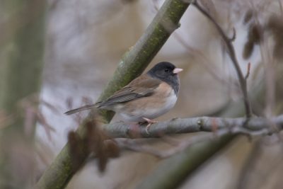 A male Dark-eyed Junco is on a branch; the background is dull grey and brown