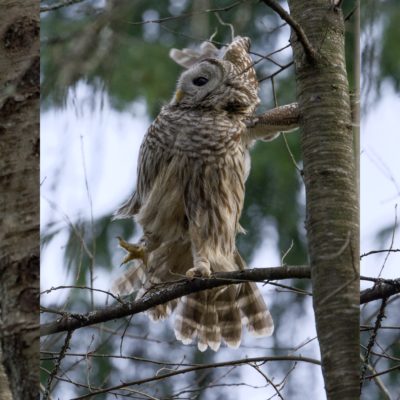 Three views of a Barred Owl