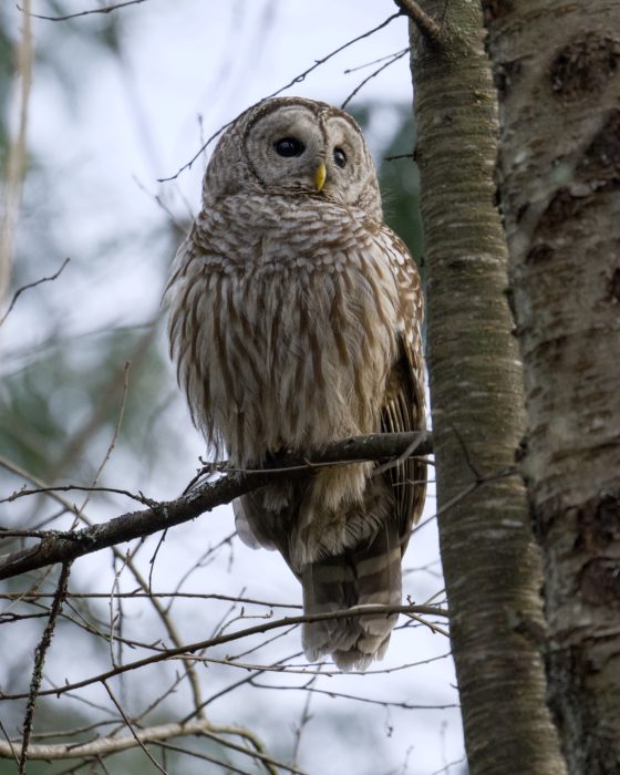 A Barred Owl is sitting on a branch, looking out