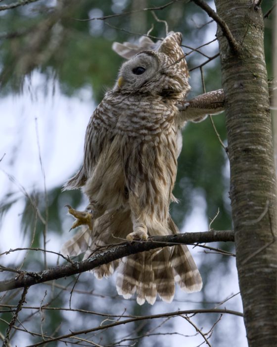 A Barred Owl is up on a branch, startled and almost losing its grip. Its body is twisted to one side and its wings are out