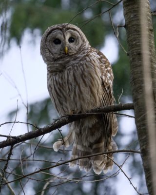 A Barred Owl is up on a branch, looking in my direction