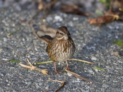A Song Sparrow standing on the paved seawall