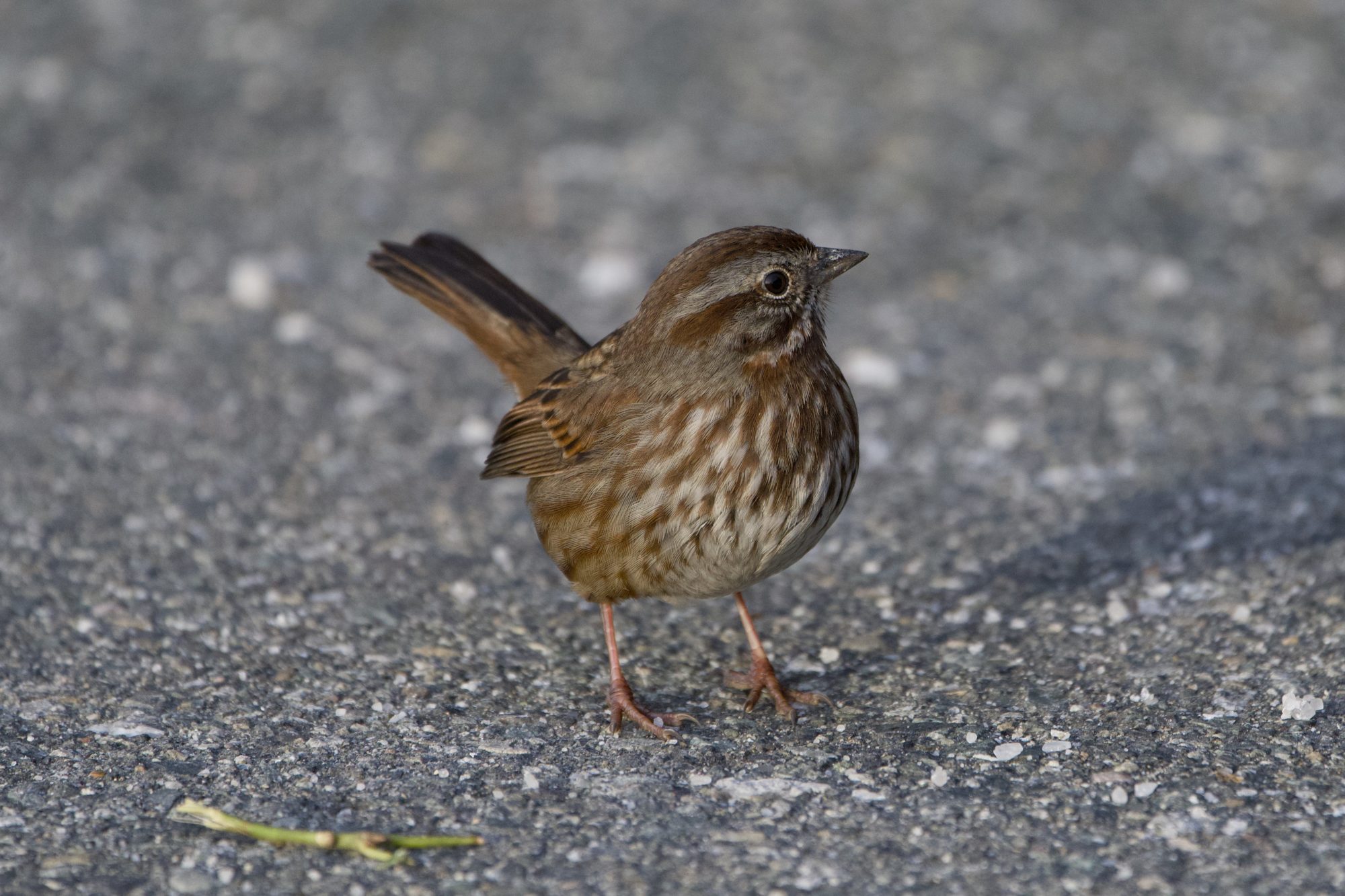 A Song Sparrow on the paved seawall, looking around