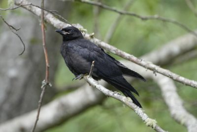 An immature crow is sitting on a branch
