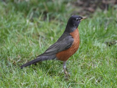 An American Robin is standing tall in the grass