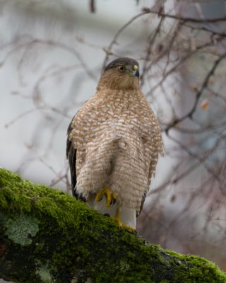 An adult Cooper's Hawk up on an mossy branch, seen from below