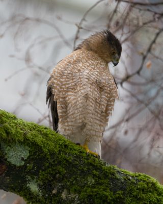 An adult Cooper's Hawk up on an mossy branch, seen from below