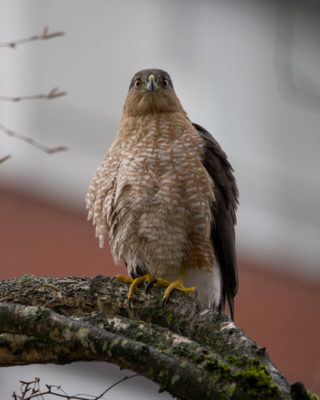 An adult Cooper's Hawk up on an mossy branch, seen from below