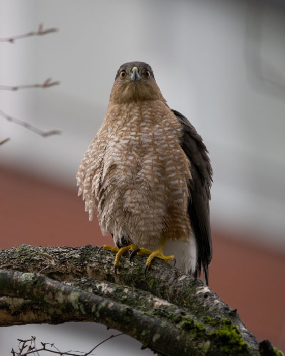 An adult Cooper's Hawk up on an mossy branch, seen from below