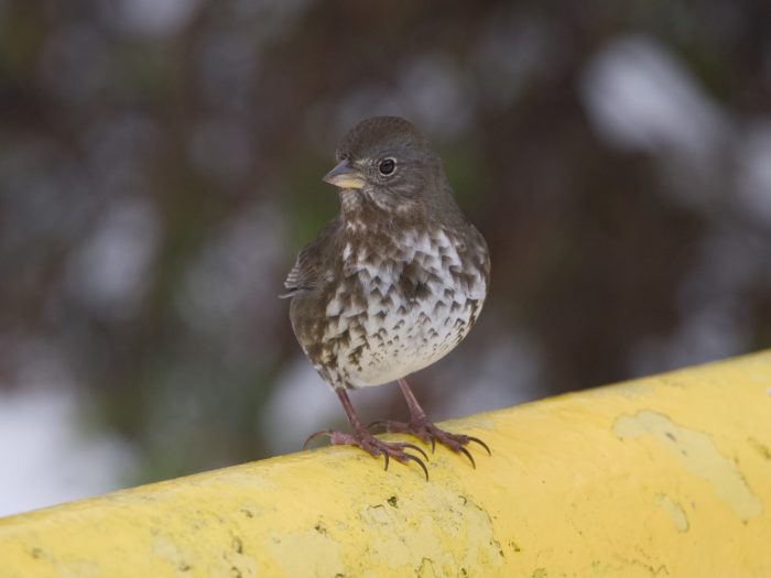 A Fox Sparrow is standing on a yellow metal barrier