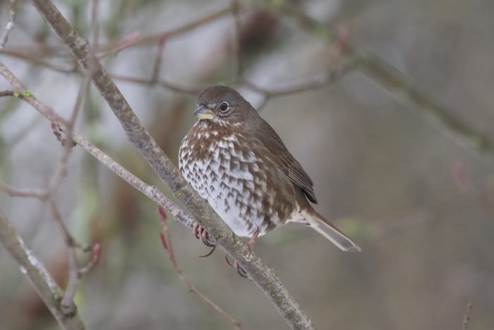 A Fox Sparrow is perched on a branch