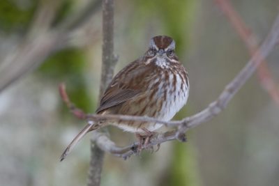 A Song Sparrow is perched on a branch, looking in my direction