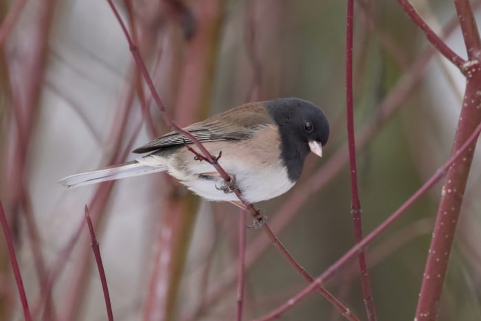 A Dark-eyed Junco is perched on a little branch, looking down