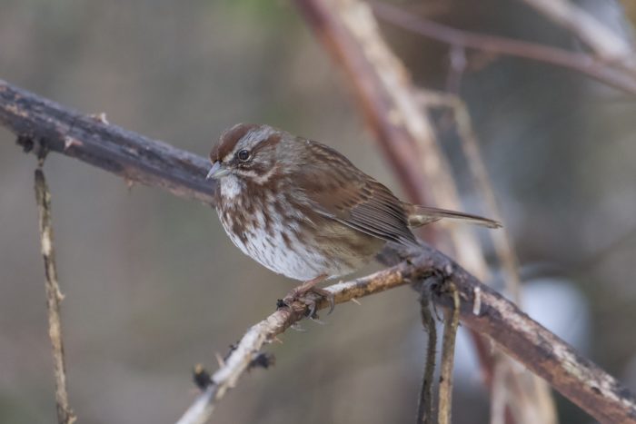 A Song Sparrow is perched on a branch