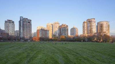 An open grassy park, with tall towers in the background. Some of the towers are lit with the setting sun. There are a number of Canada Geese on the grass