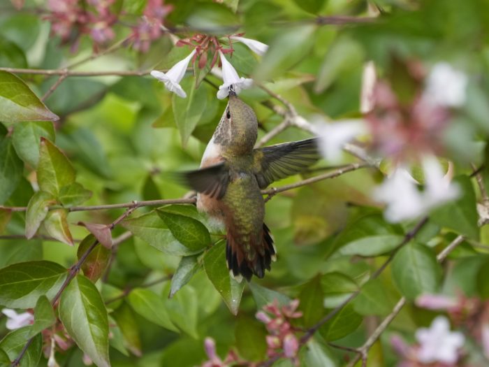 A female or immature Rufous Hummingbird sitting on a branch, sticking its beak in a flower above it