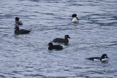 A number of ducks out on the water. There are Surf Scoters and Barrow's Goldeneyes