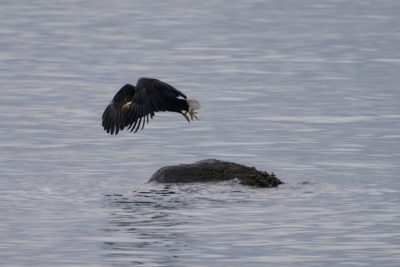 A Bald Eagle taking off from a small mostly-submerged rock