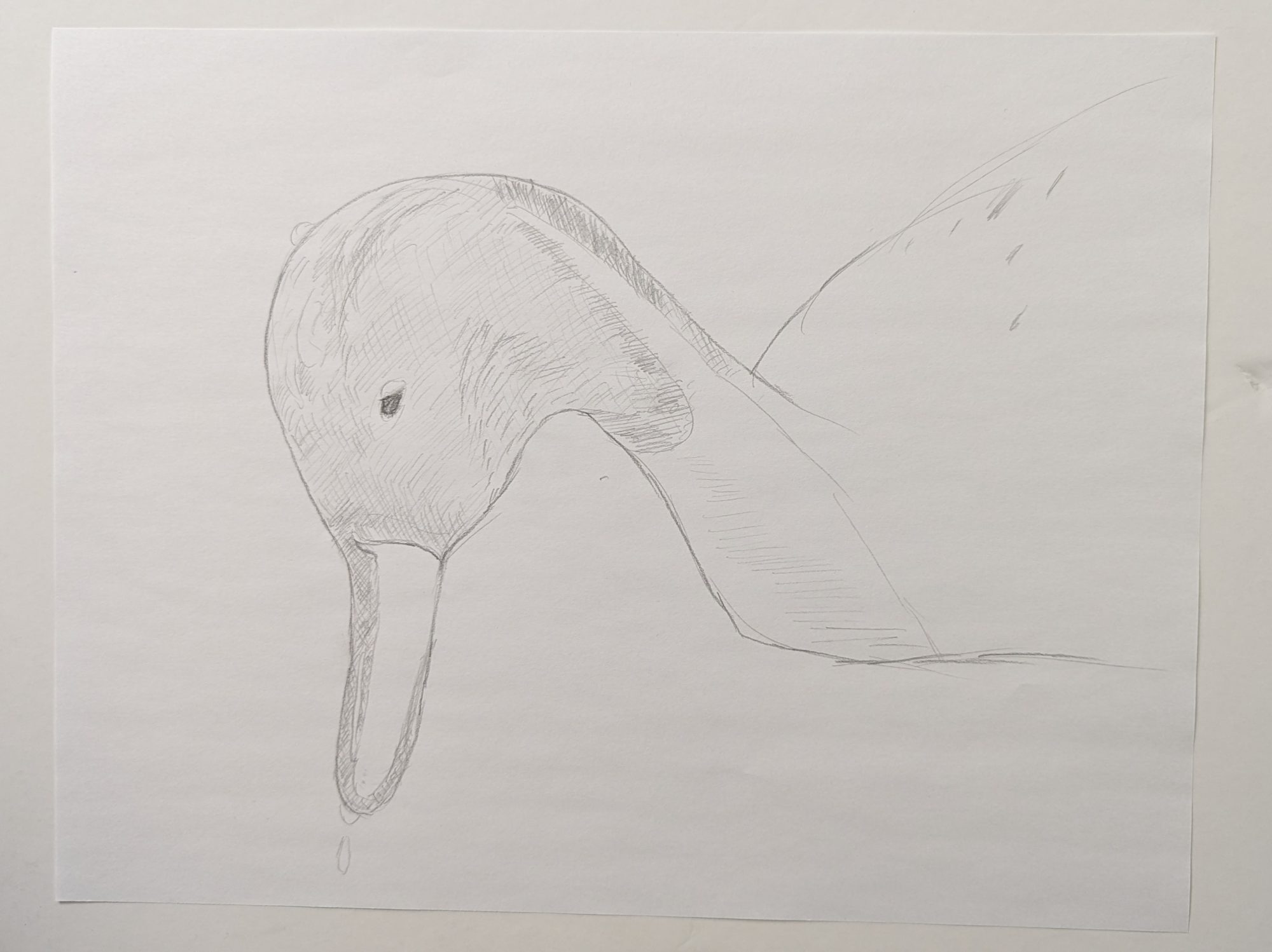 A pencil sketch draft of a male Northern Pintail