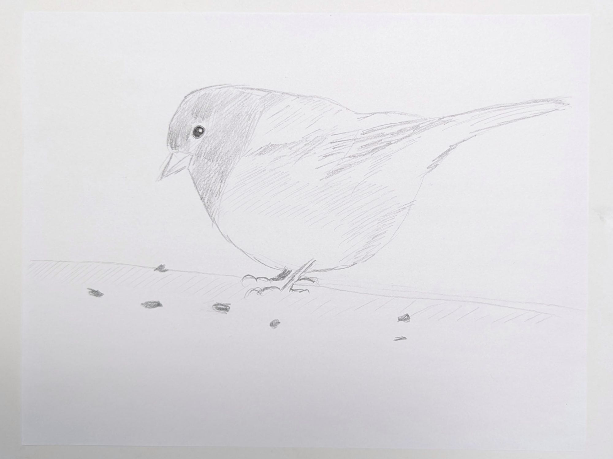 A pencil sketch draft of a Dark-eyed Junco surrounded by some seeds