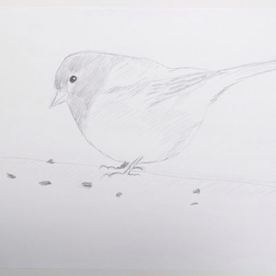A pencil sketch draft of a Dark-eyed Junco surrounded by some seeds