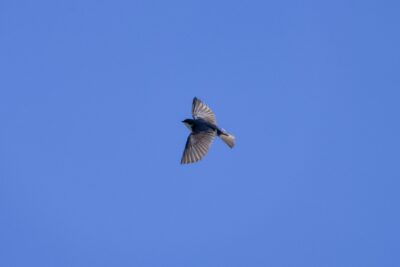 A Tree Swallow in flight, against a solid blue sky