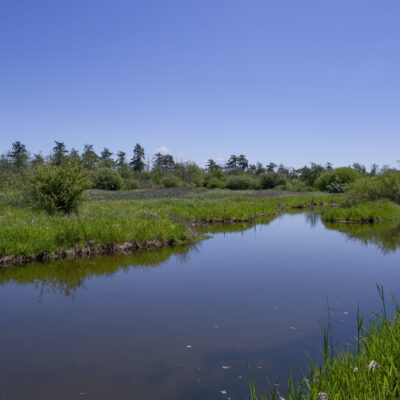 A Reifel pond: still shallow water surrounded by green, under a solid blue sky