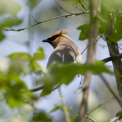 A Cedar Waxwing up in a tree, partly obscured by the foliage. Its back is to us, but it is turning its head so we see its pretty face
