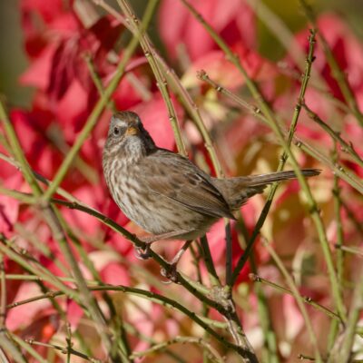 A Song Sparrow in a mostly bare bush, head tilted quizzically. Red foliage in the background.