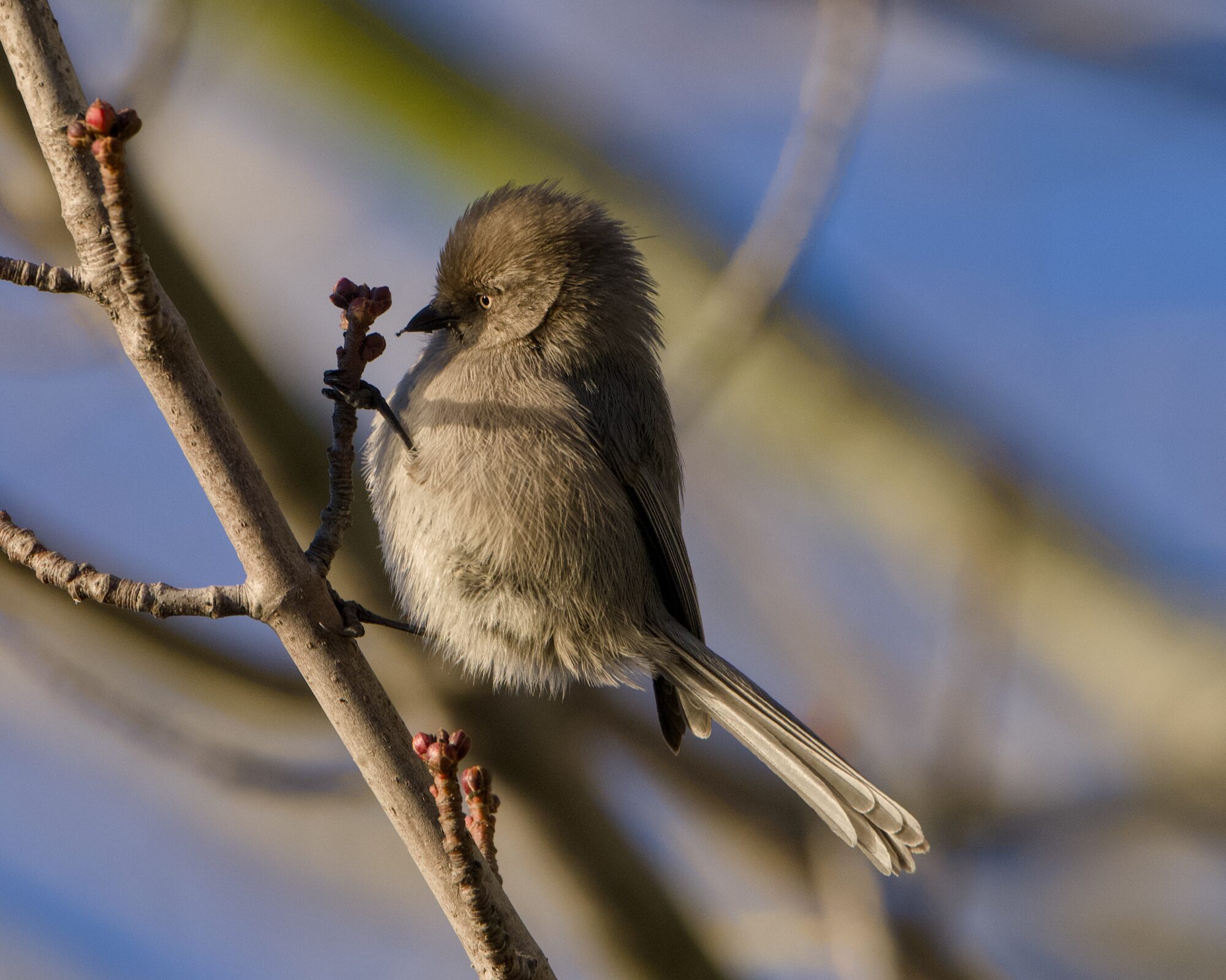 An American Bushtit up in a tree, closely examining an early flower bud
