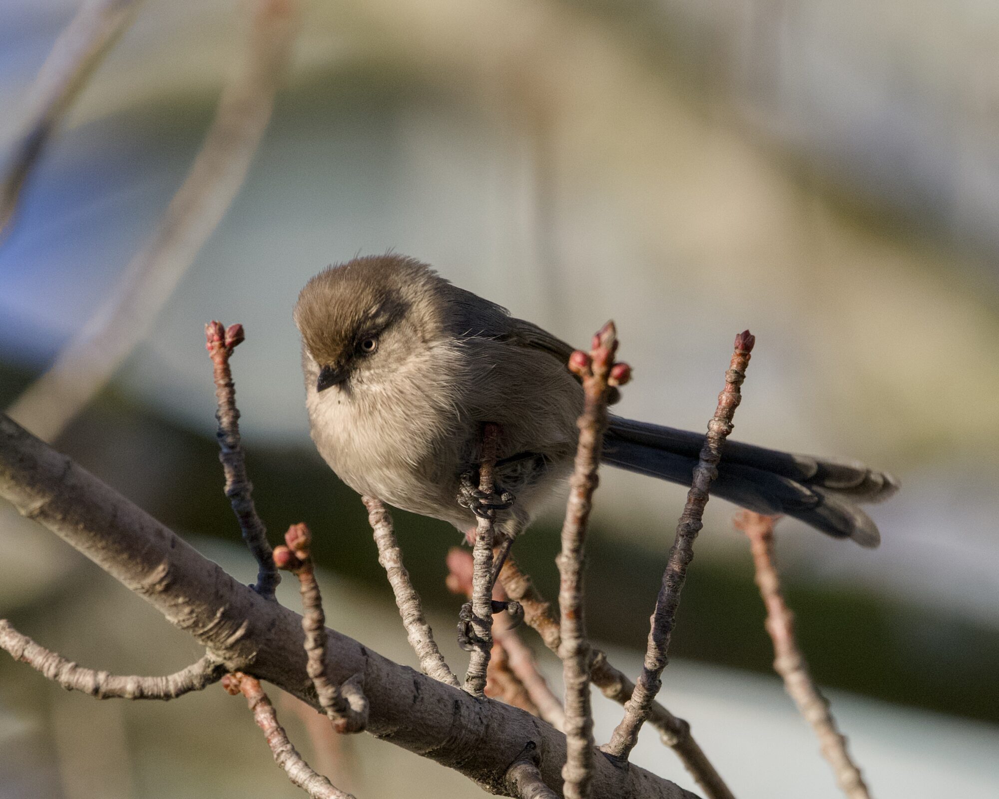 Bushtit