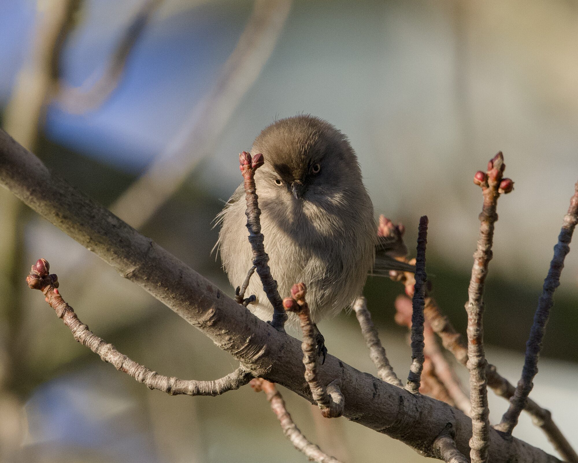 An American Bushtit up in a tree, looking in my general direction. Her eyes are yellow and her face is partly in shadow