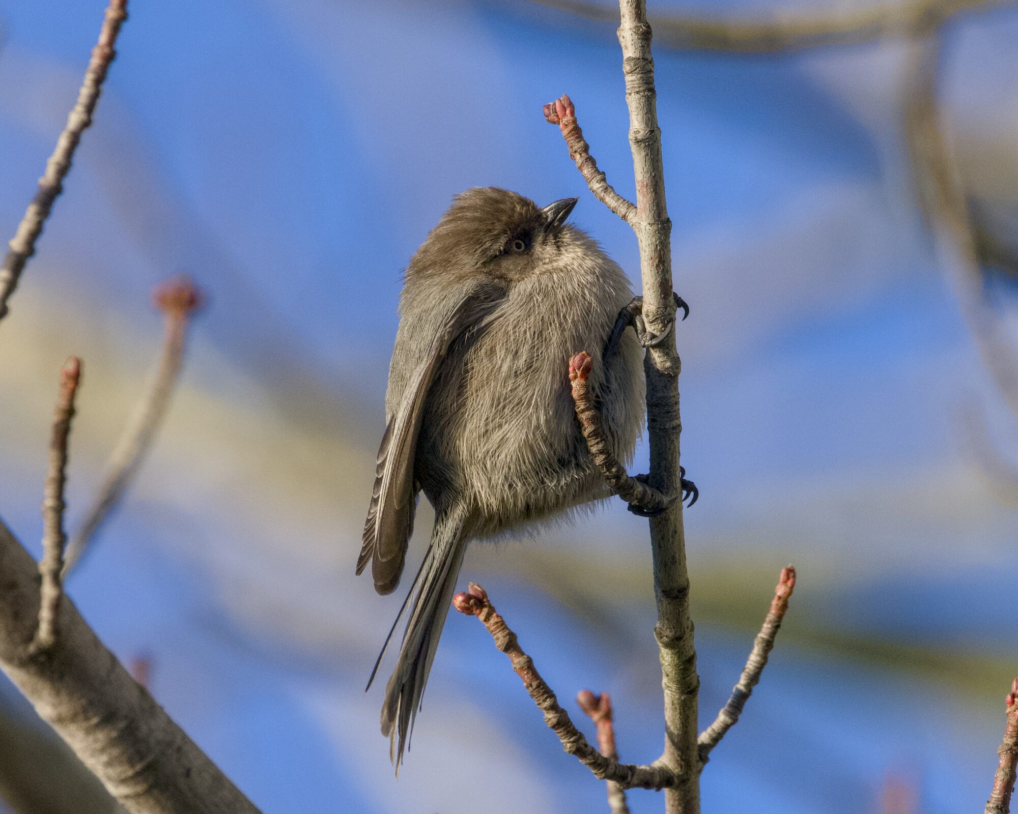 An American Bushtit up in a tree, closely examining an early flower bud