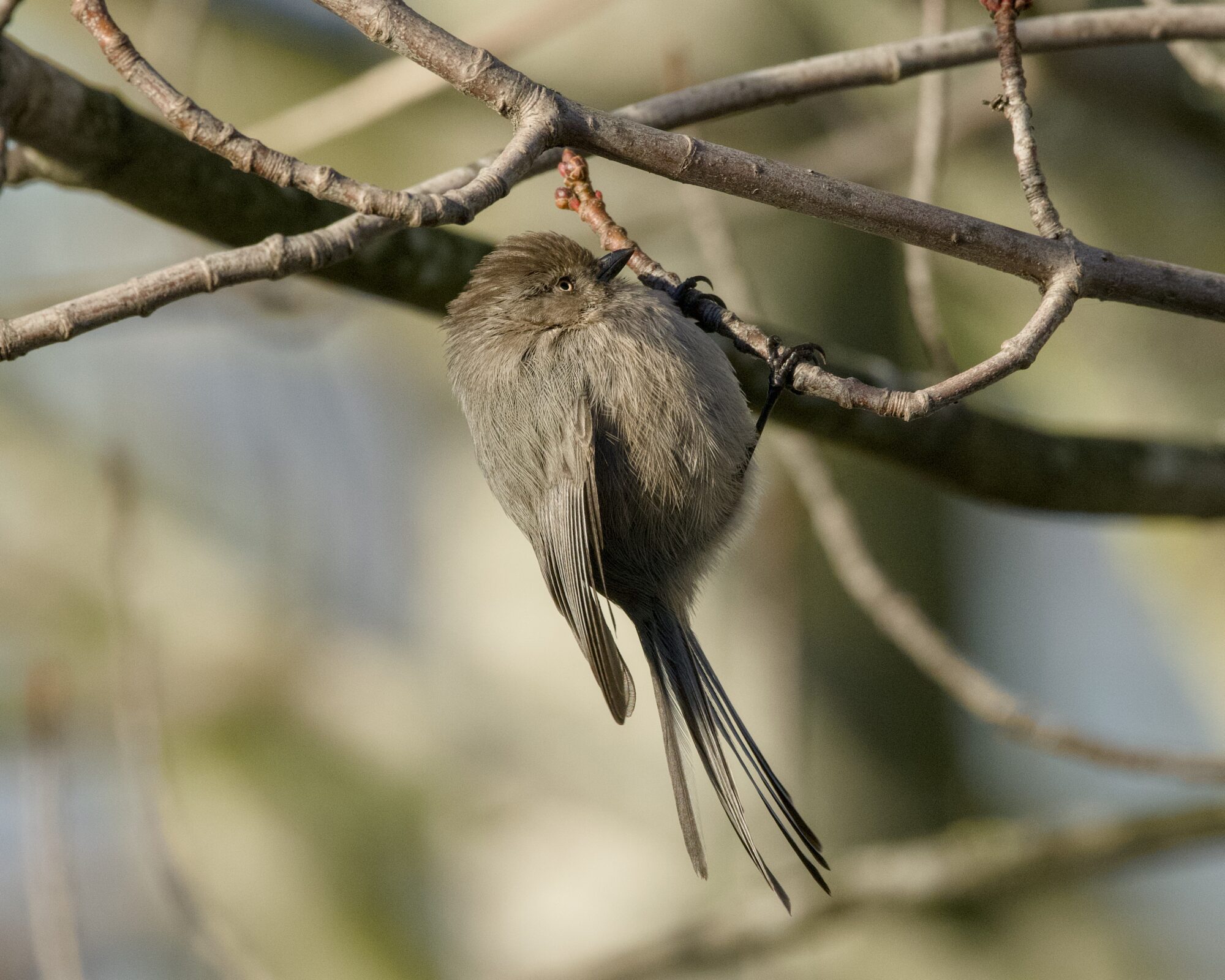An American Bushtit up in a tree, closely examining an early flower bud