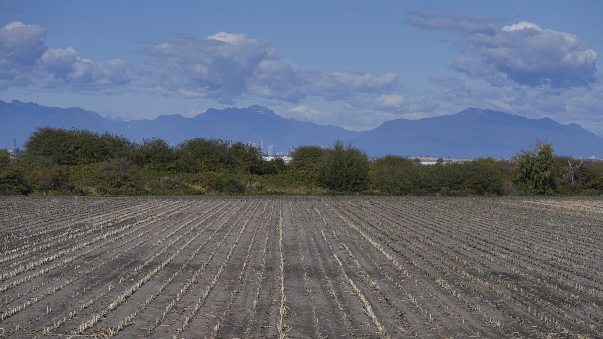 A dry farm field, with rows of short dry plants converging in the distance. There are trees on the other side, with glimpses of high-rises behind them, and mountains behind that