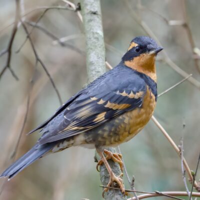 A male Varied Thrush on a branch, about eye level, head tilted