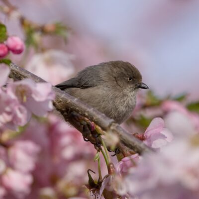 A female American Bushtit seen in profile, amongst pink cherry blossoms