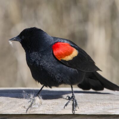 An adult male Red-winged Blackbird on a wooden fence. One red epaulet is very prominent, and some whitish fluff is hanging from its beak and one foot