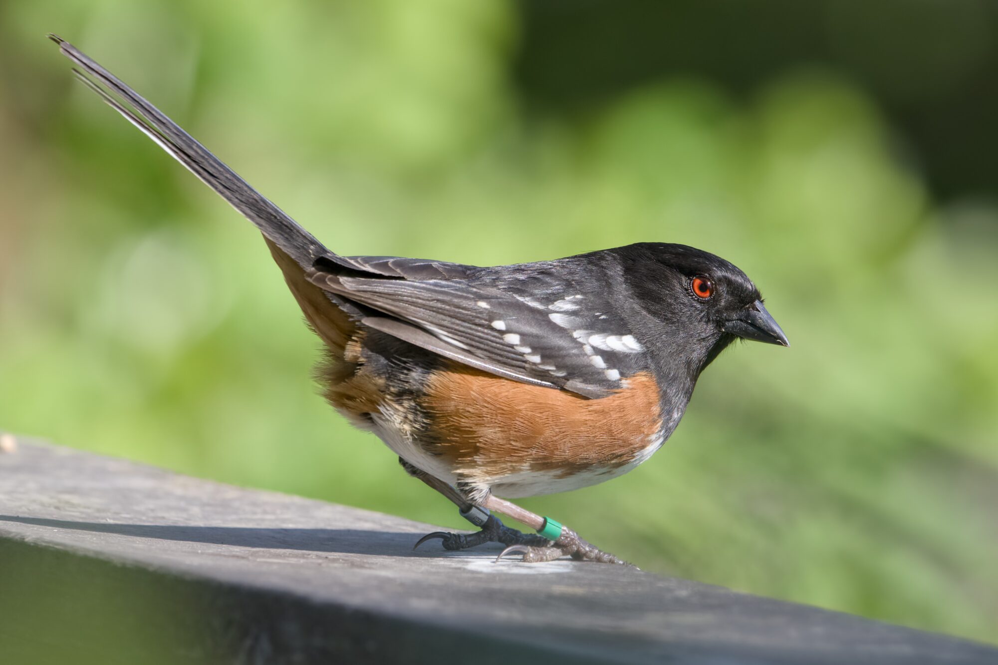 A Spotted Towhee on a wooden fence. It has a green band around one ankle and a silver band around the other