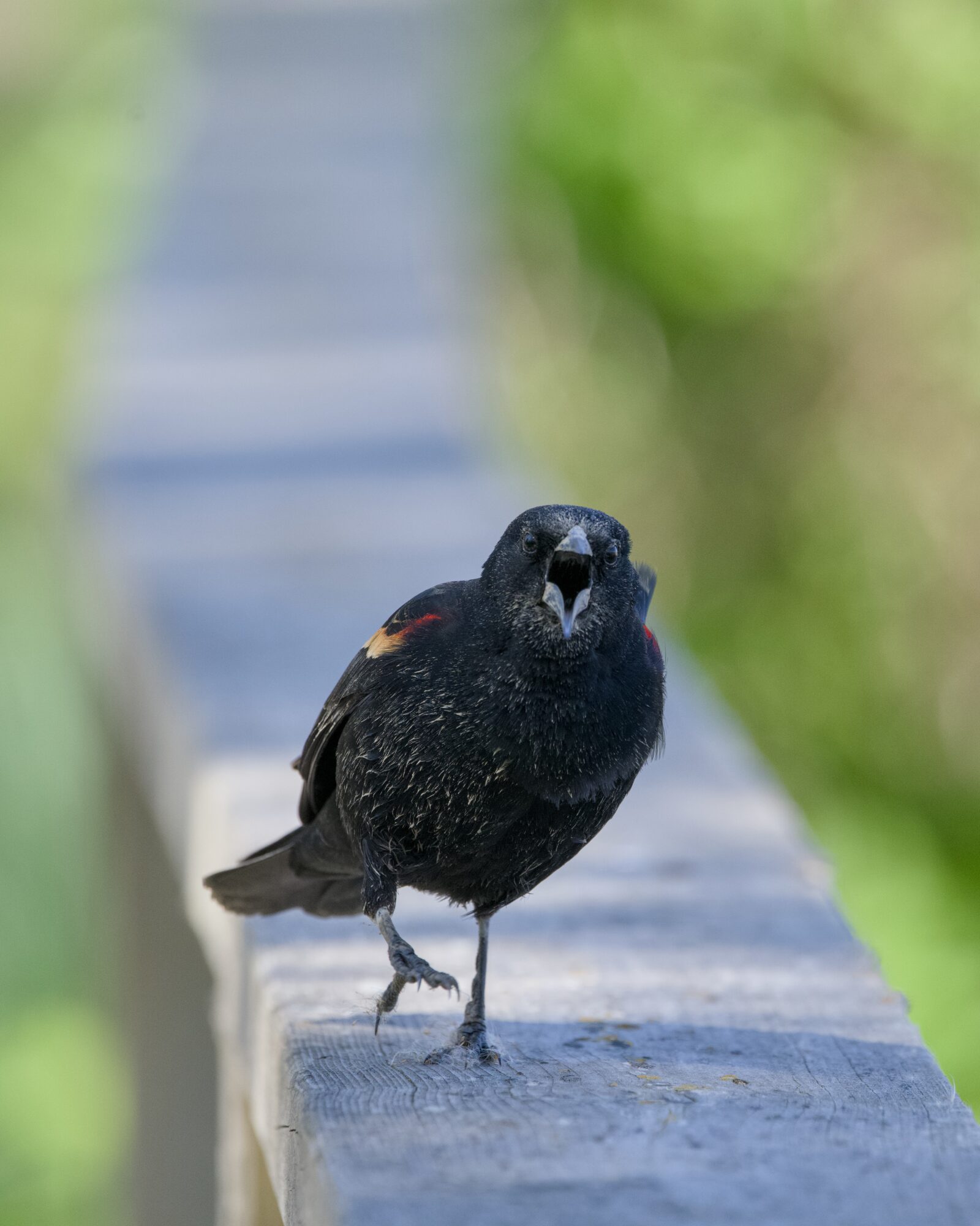 A male Red-winged Blackbird running along a wooden fence towards us, its beak wide open like it wants to eat us