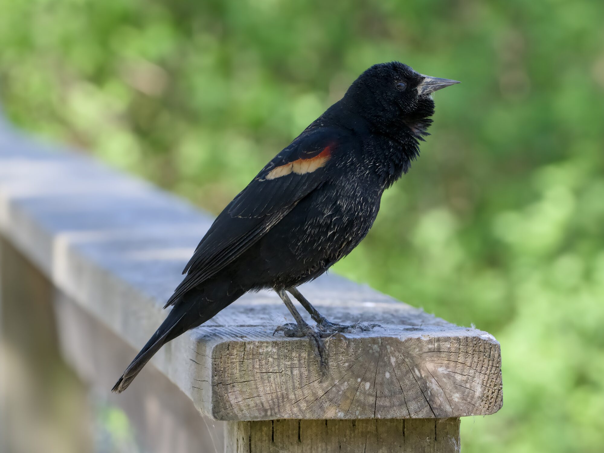 A male Red-winged Blackbird on a wooden fence, ruffling its throat and preparing to sing