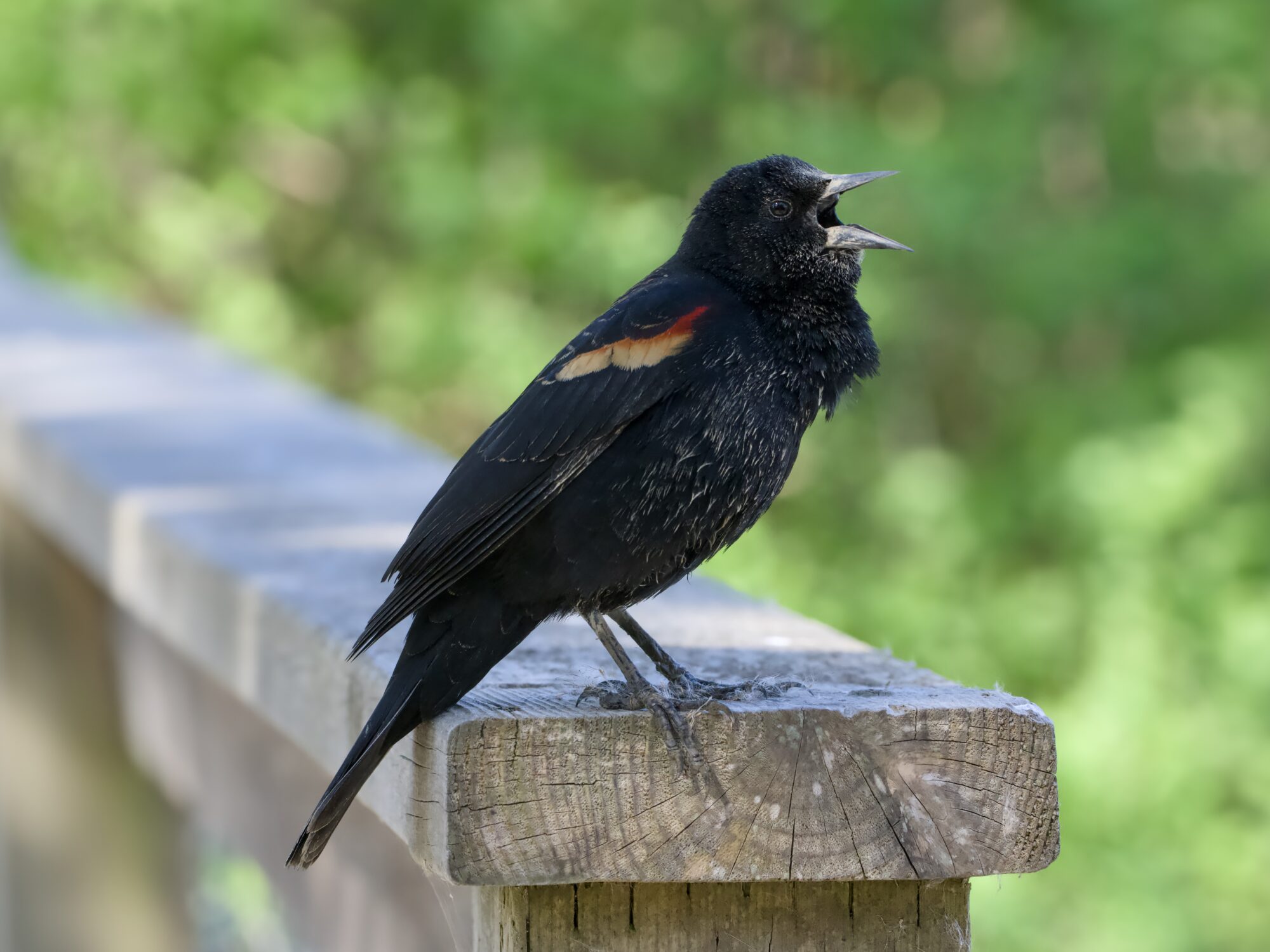 A male Red-winged Blackbird on a wooden fence, singing