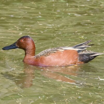 A male Cinnamon Teal -- an orange-brown duck with long black bill and red eyes -- is swimming along in greenish water