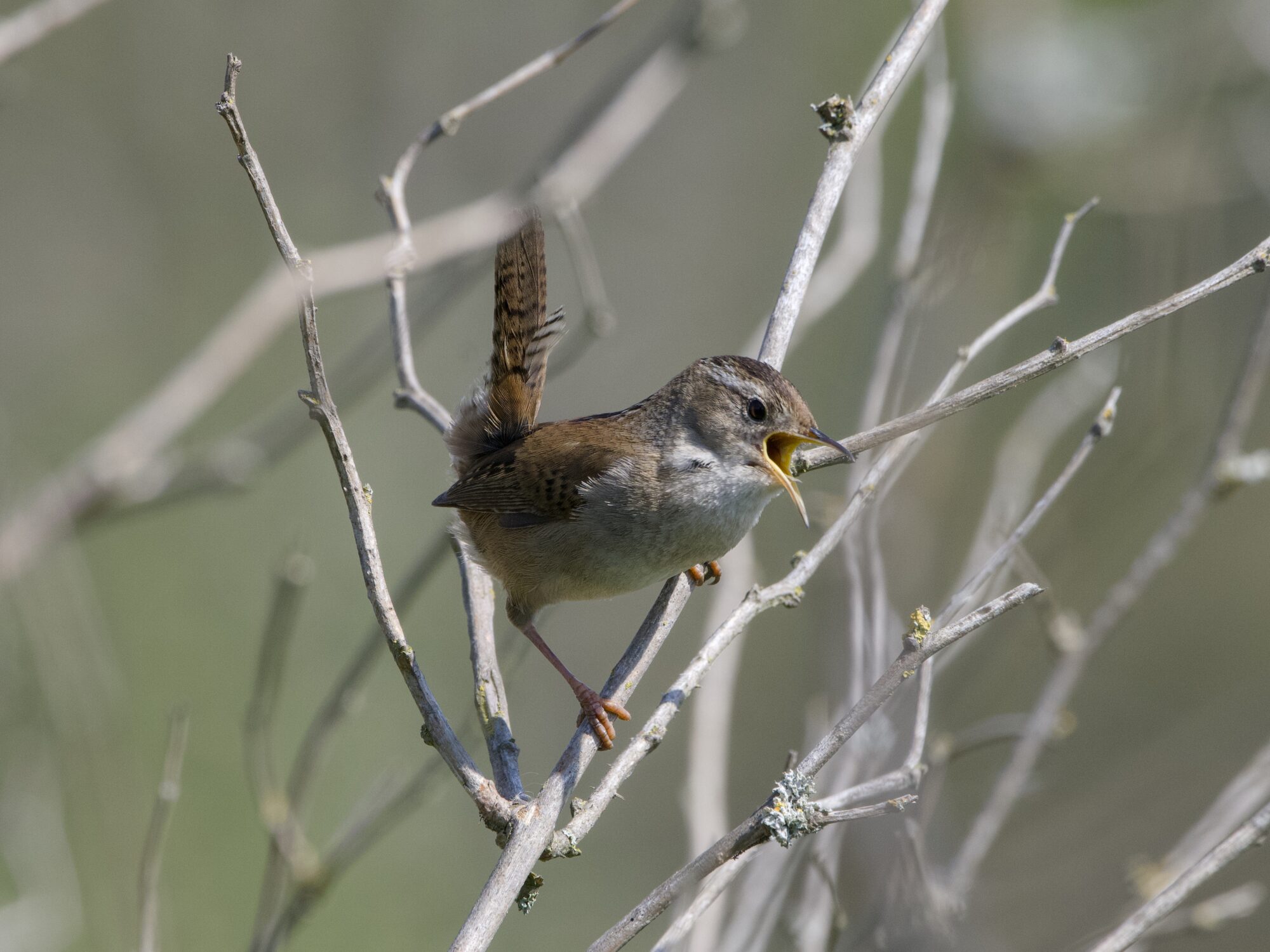A Marsh Wren on a branch, half facing me, singing loudly