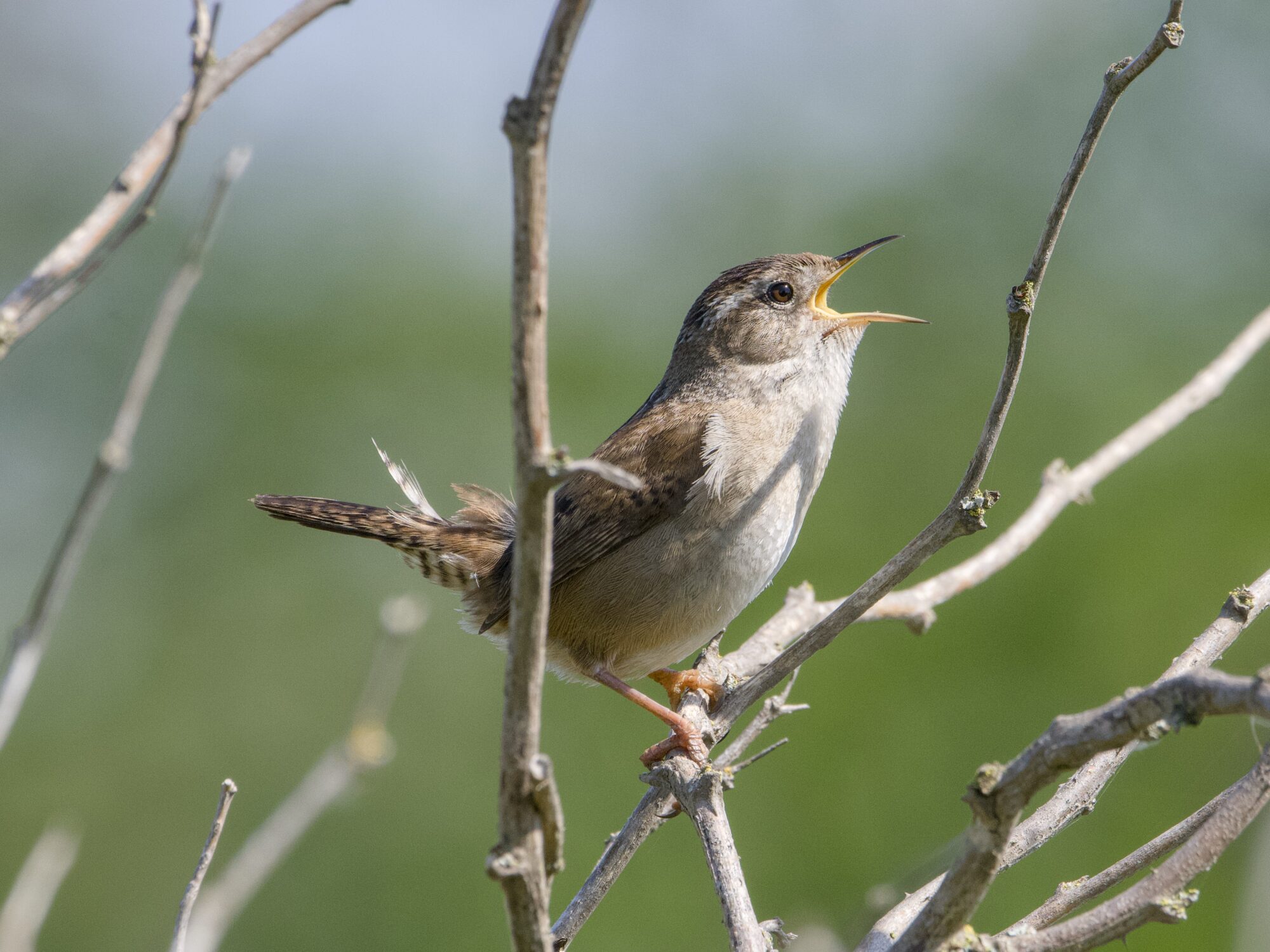 A Marsh Wren on a branch, in profile, singing loudly