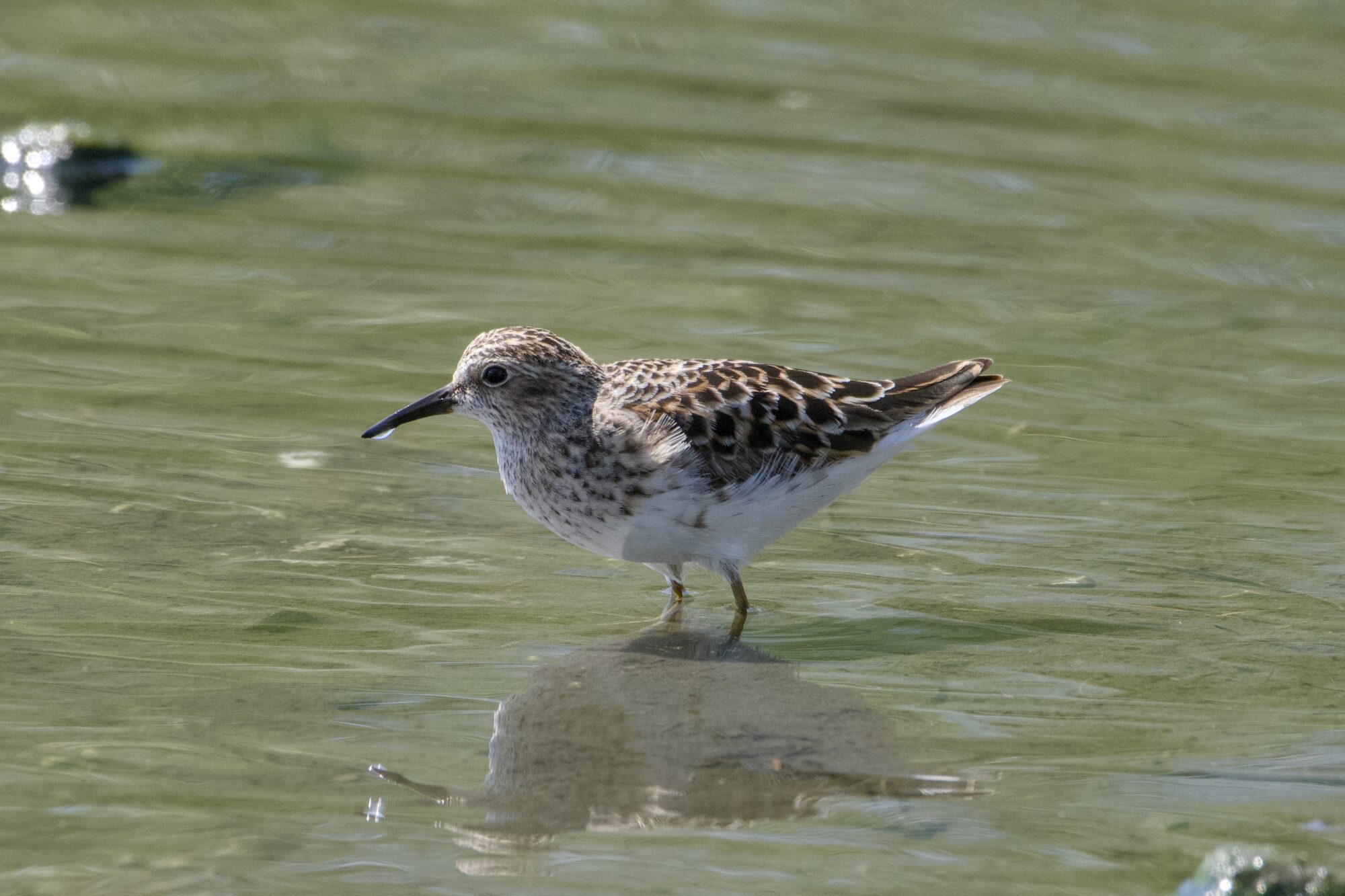 A Least Sandpiper in shallow water (up to its ankles)