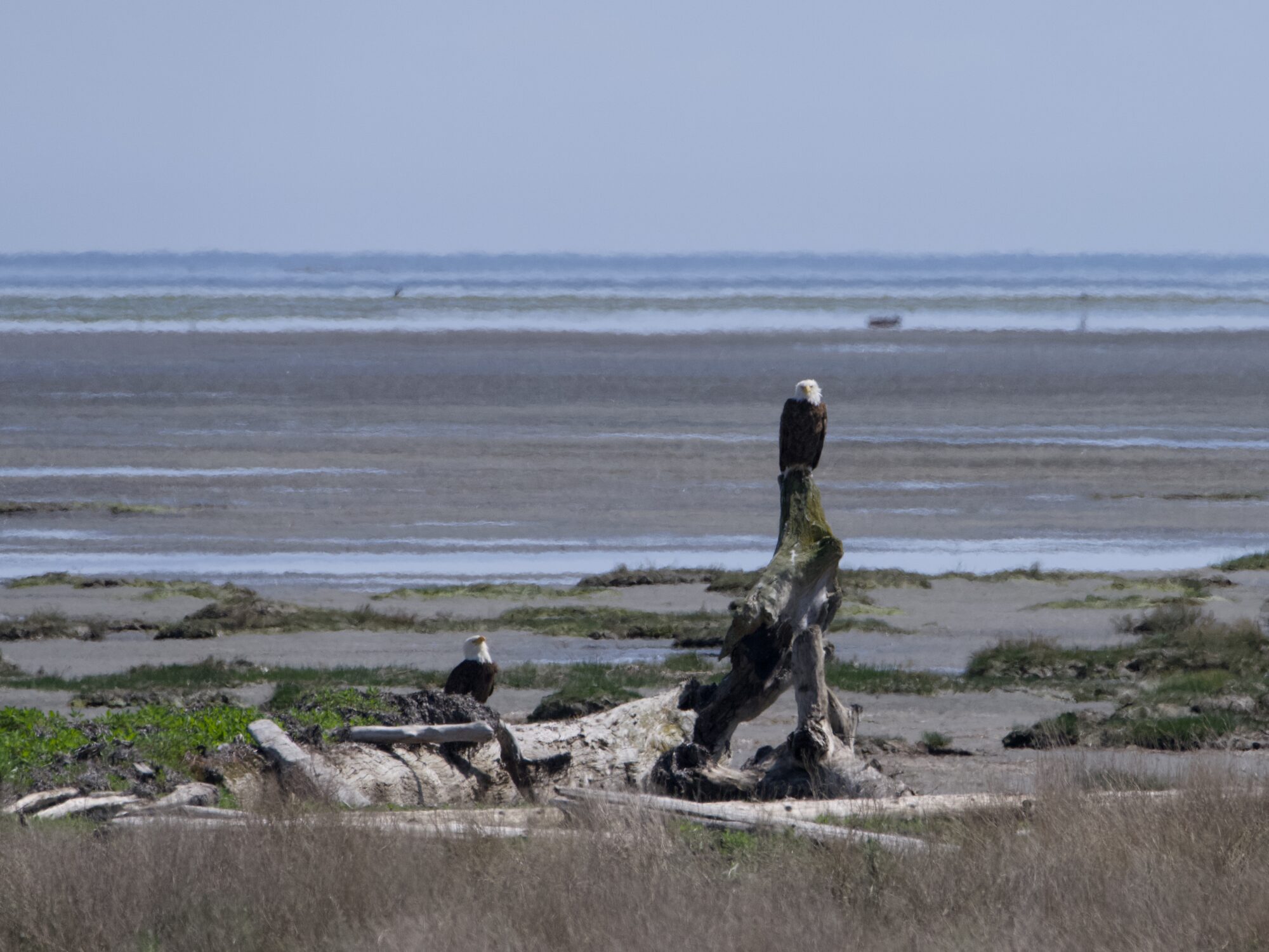 Off in the distance, two Bald Eagles together. One sitting on a tall stump, one nearer the ground. There's a bit of haze in the air between us, and a lot more in the background